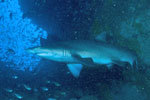 South West Rocks - Weekend Dive Holiday